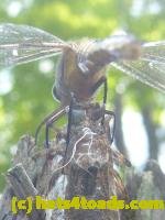 /home//u458753944/public_html/sourcegallery//////Insects and small critters/dragonflies and damselflies/P1070475.JPG